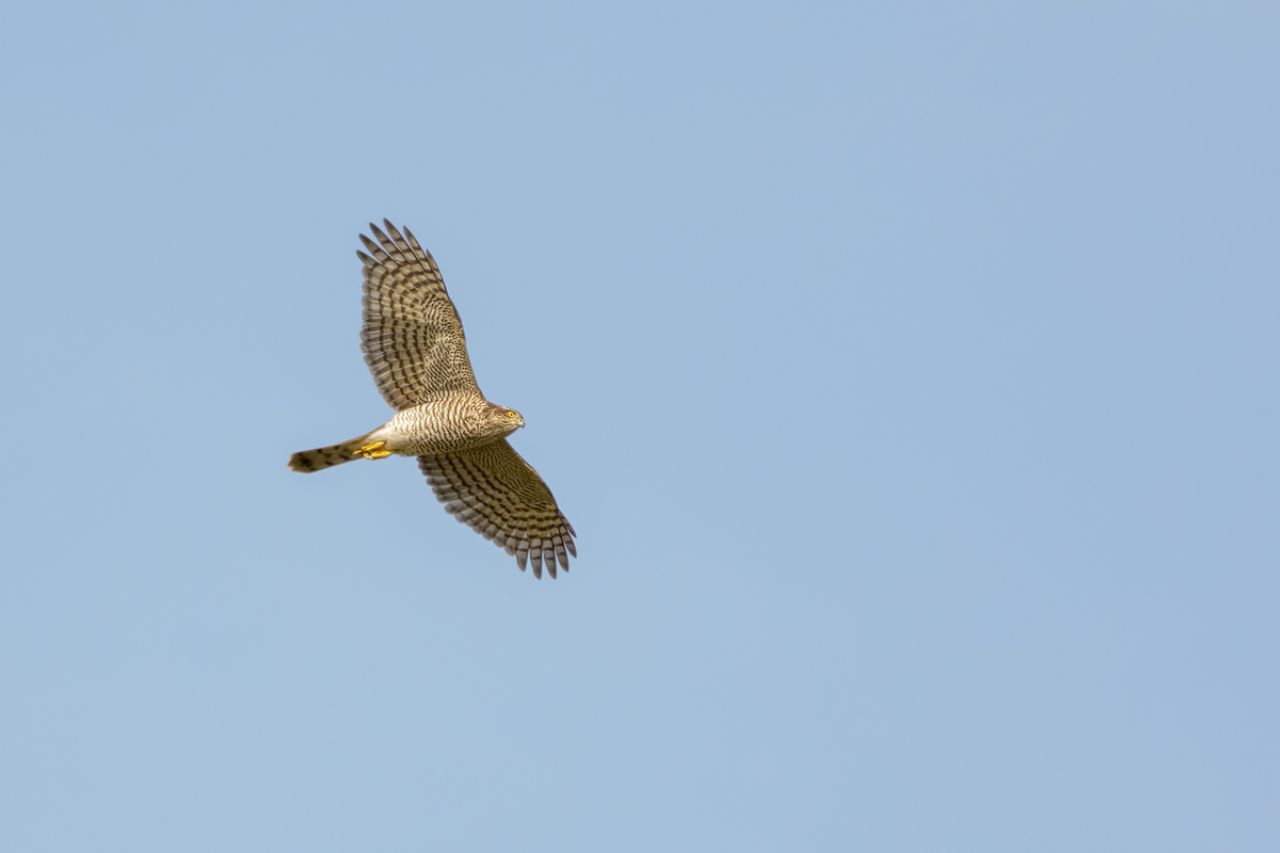Sparviero (Accipiter nisus)
